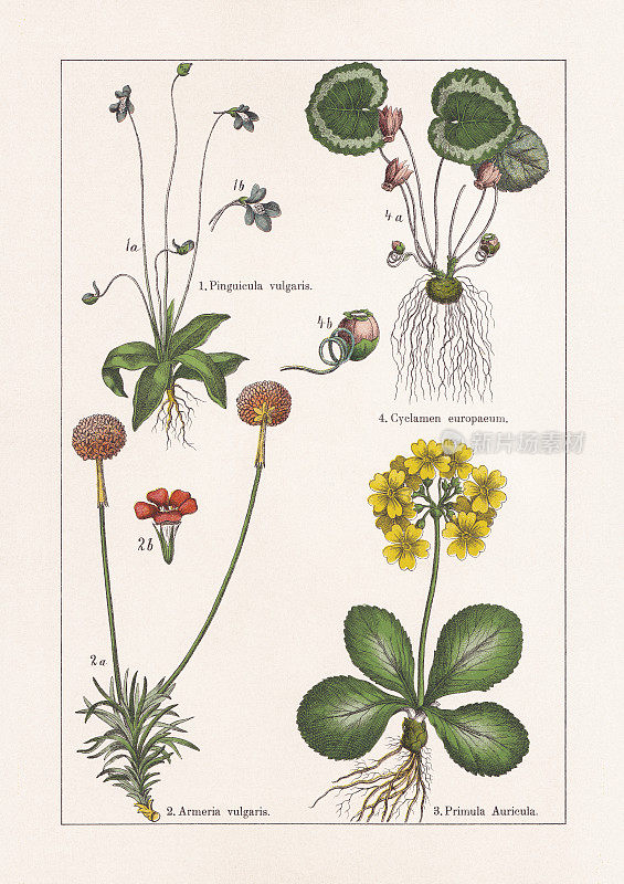 Magnoliids, Asterids, chromolithography，出版于1895年